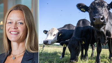 Nötköttspriserna stiger och vegotrenden vänder