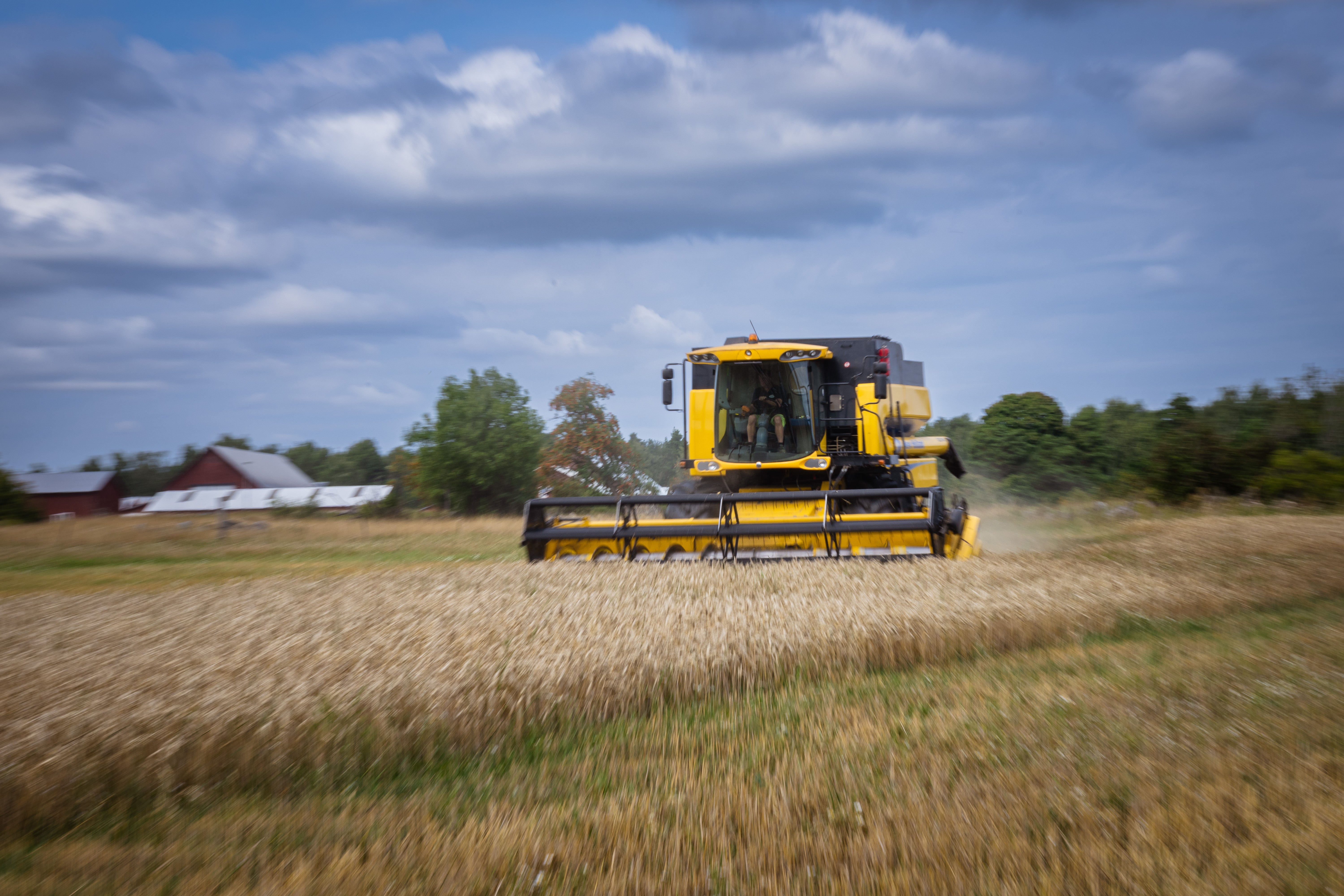 Gul skördemaskin arbetar i ett kornfält under molnig himmel