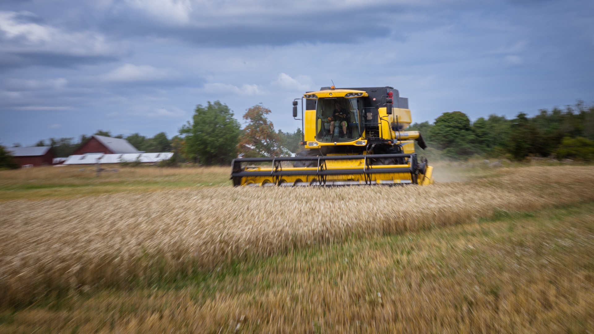 Gul skördemaskin arbetar i ett kornfält under molnig himmel
