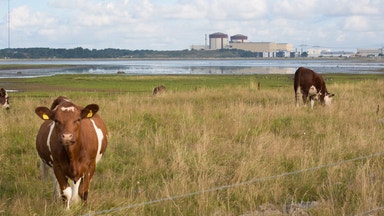 Här ska Sveriges nya kärnkraftverk byggas