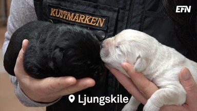 Hundutbildningen som fick Stordalen att investera