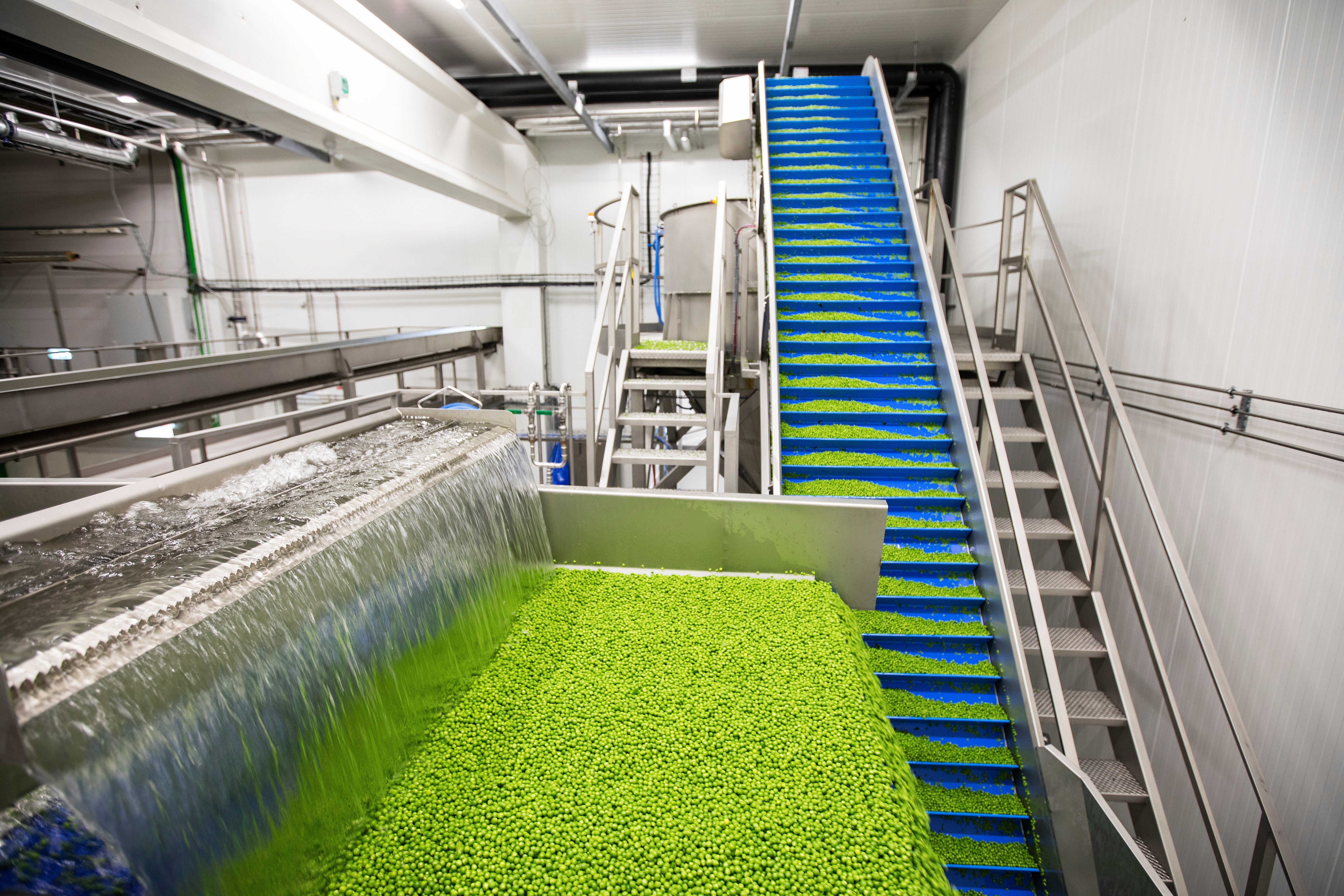 Industriell anläggning för algodling med stora gröna odlingsbehållare och blå transportband