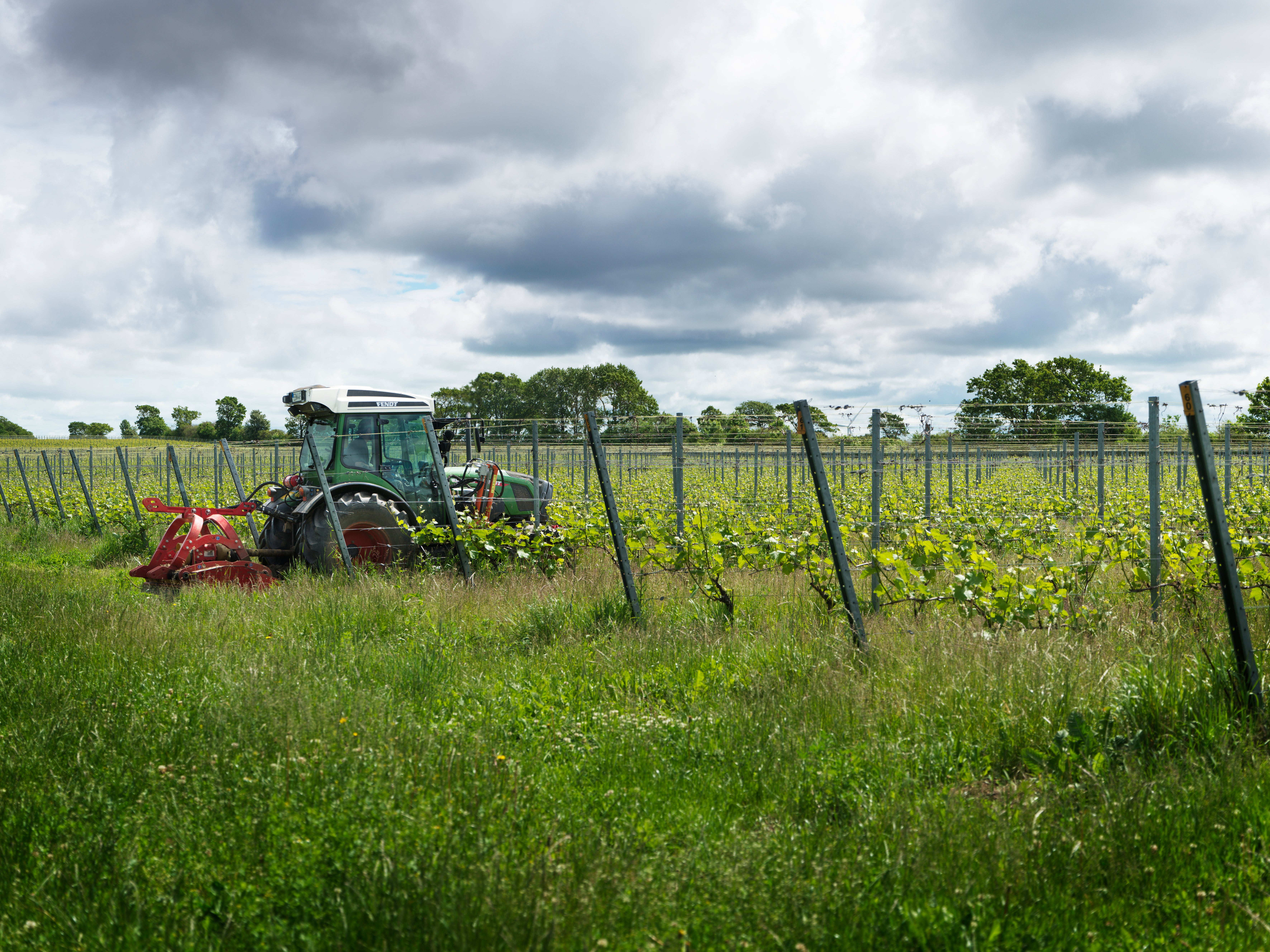En traktor arbetar i en vingård bland gröna vinrankor. Rader av vita trådstöd sträcker sig över fältet under en molnig himmel.