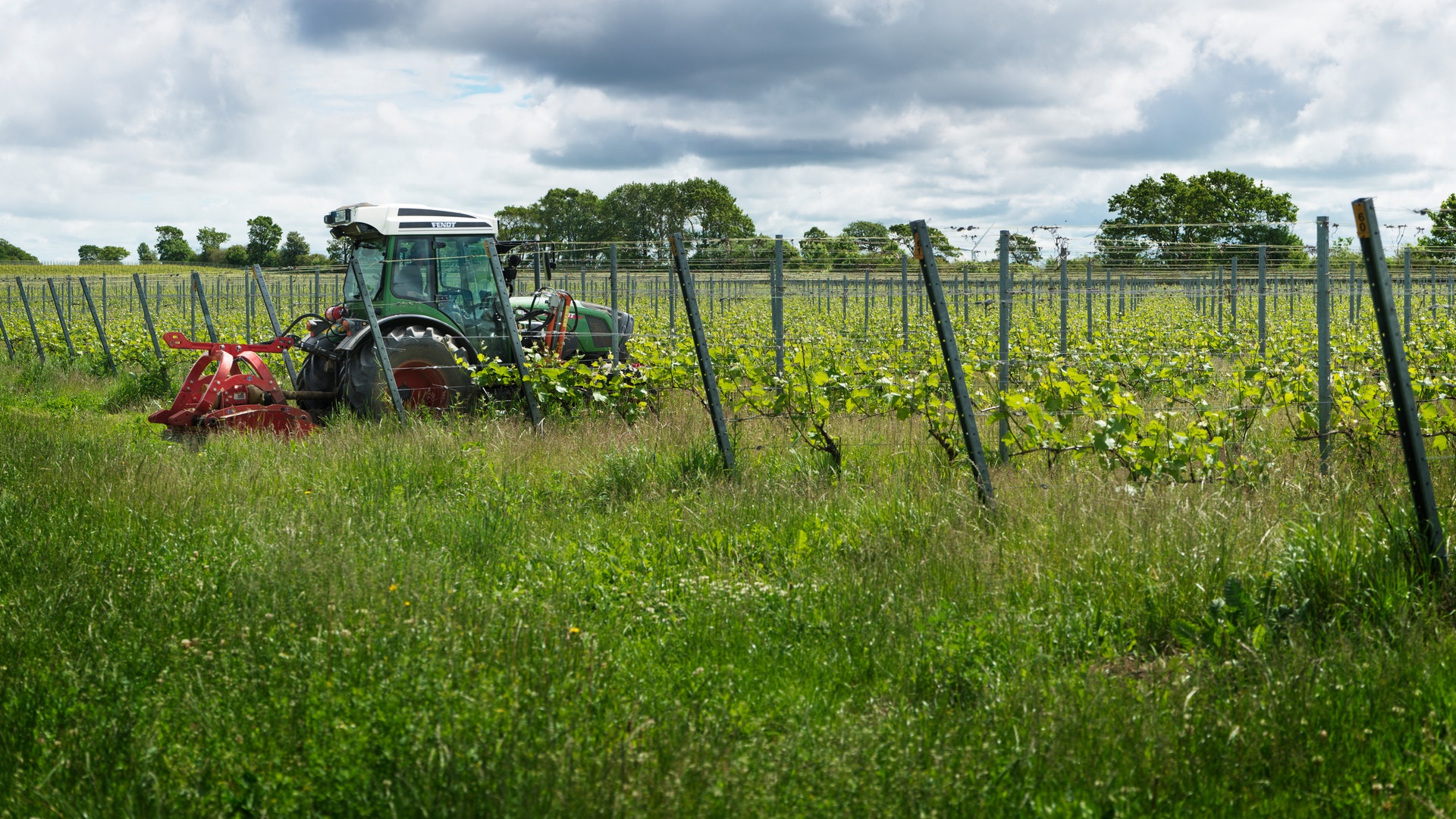 En traktor arbetar i en vingård bland gröna vinrankor. Rader av vita trådstöd sträcker sig över fältet under en molnig himmel.