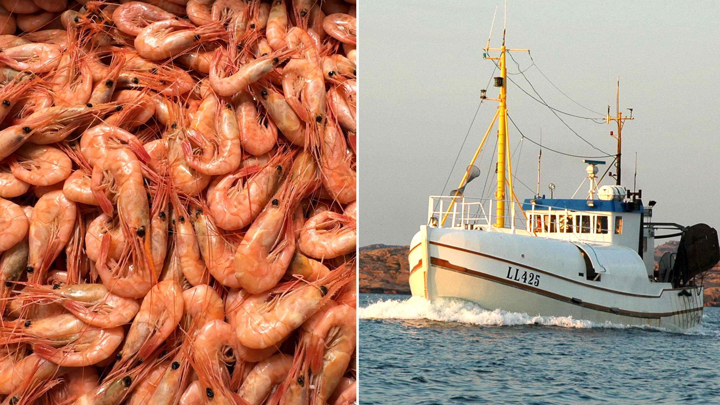 En gul och vit fiskebåt på havet. Till vänster i bild syns räkor från fiskauktionen i Smögen