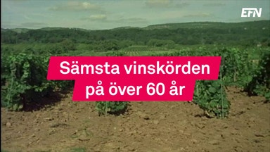 Hårt väder slår mot vinet