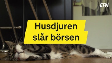 Husdjuren går fint