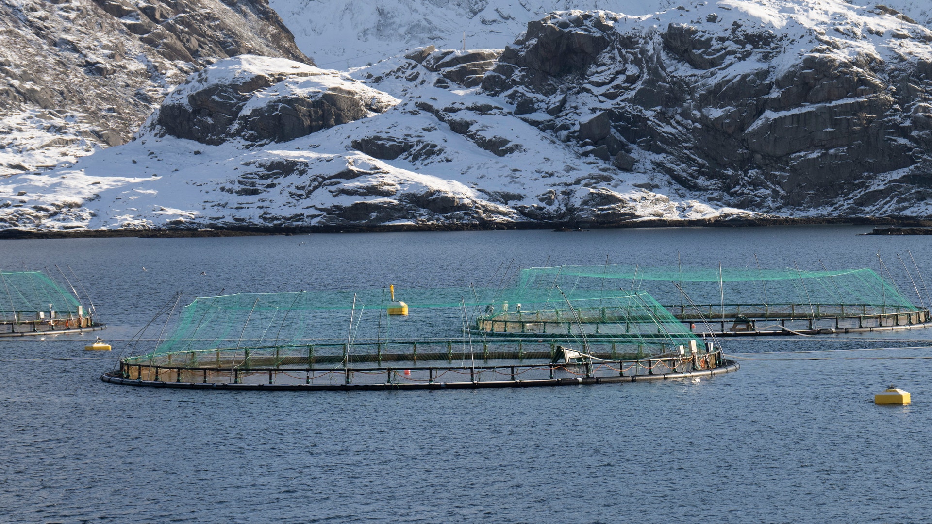 Laxodling i en vik på Lofoten i Norge