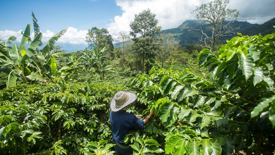 Genrebild på en odling av kaffebönor.