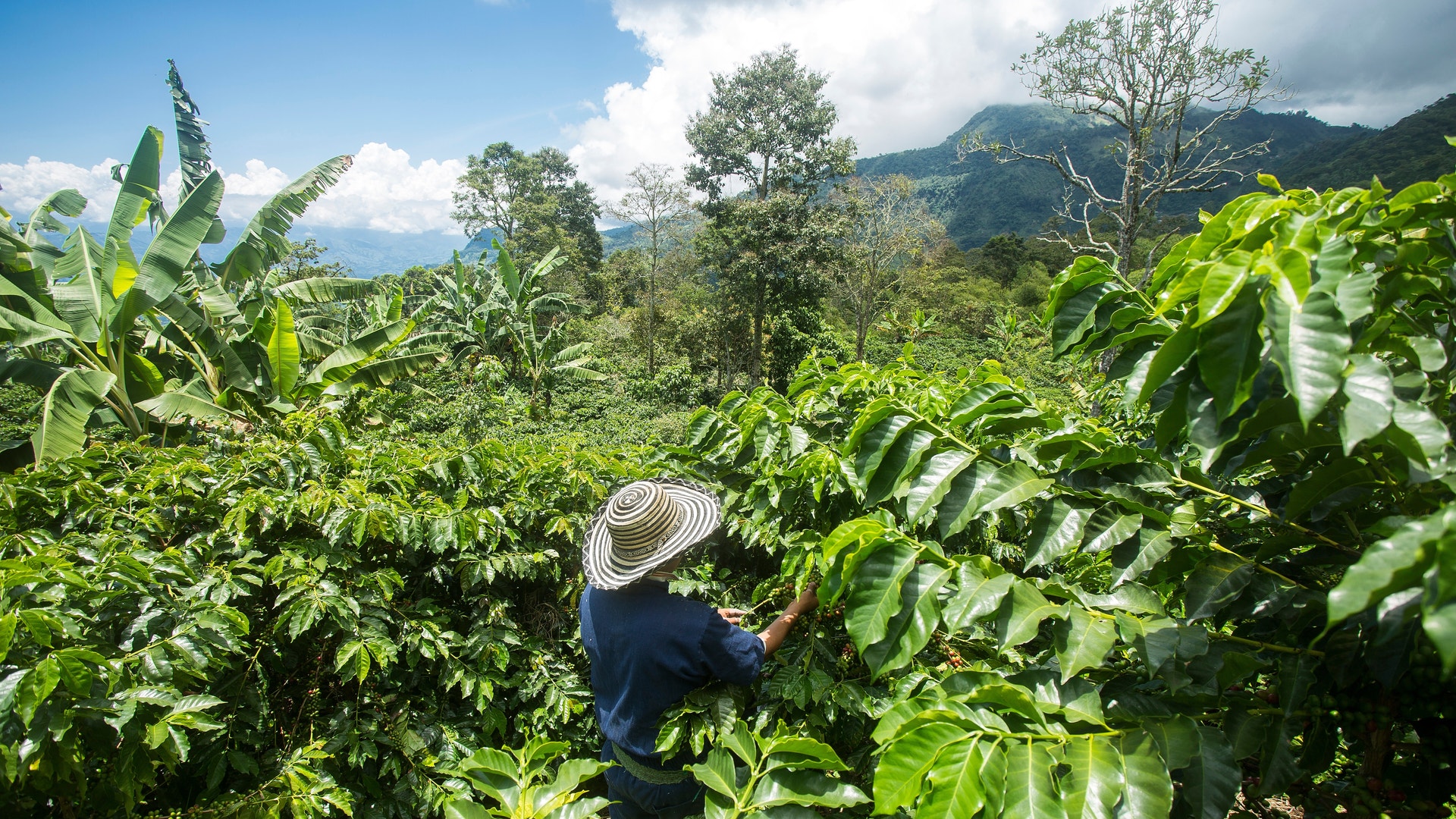 Genrebild på en odling av kaffebönor.