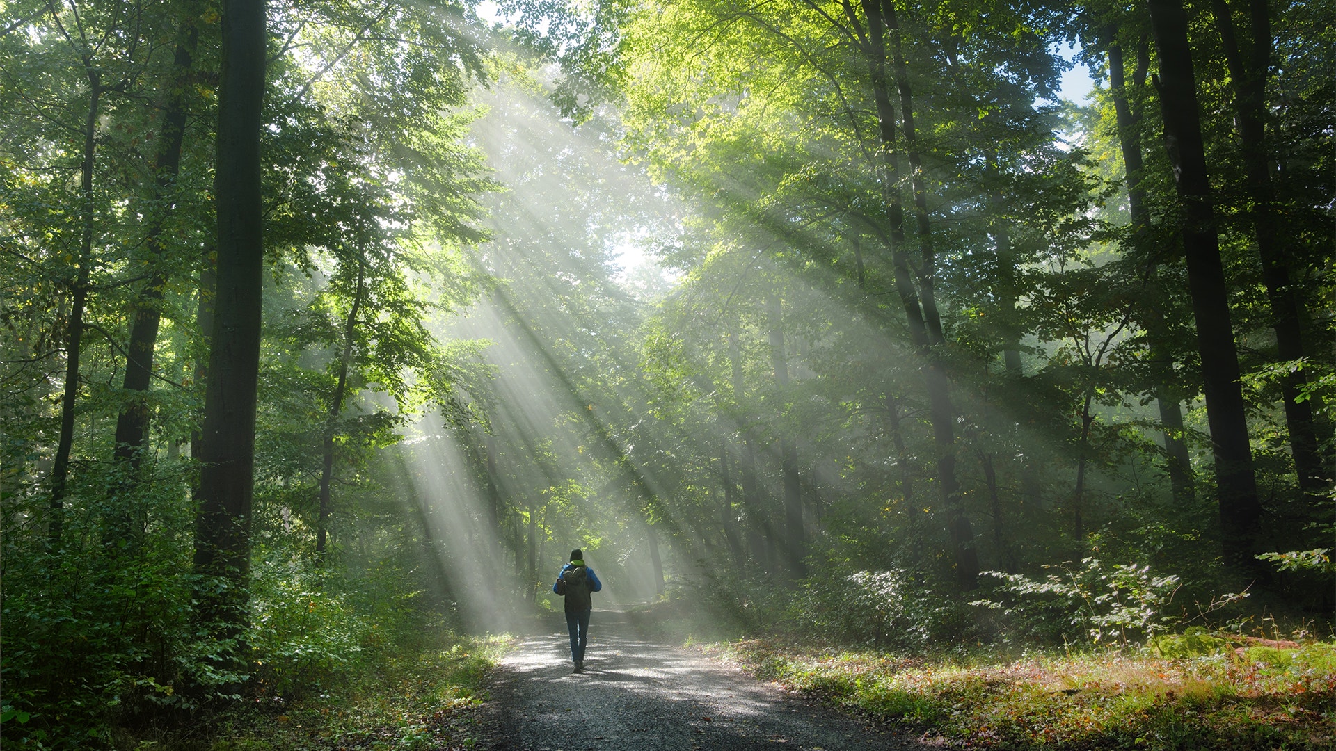 En person springer på en väg genom en grön skog. Solljus strömmar genom träden och skapar ljusstrålar.