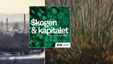 Förklaringen bakom trädbråket mellan USA och Kanada