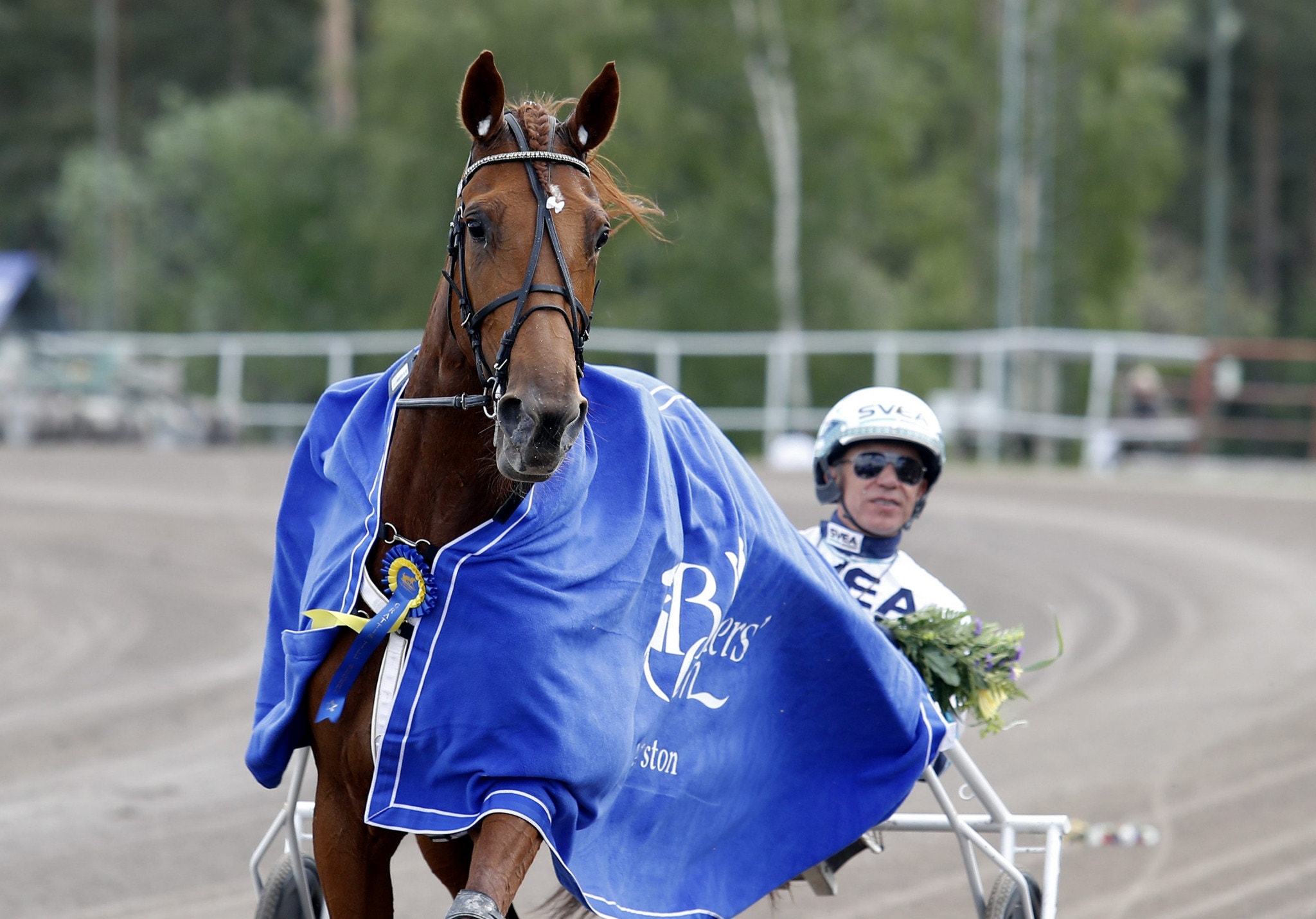 Conrads Rödluva hade inga problem att vinna sin uttagning till Stochampionatet och lär få finna sig i favoritens roll i finalen. Foto: ALN