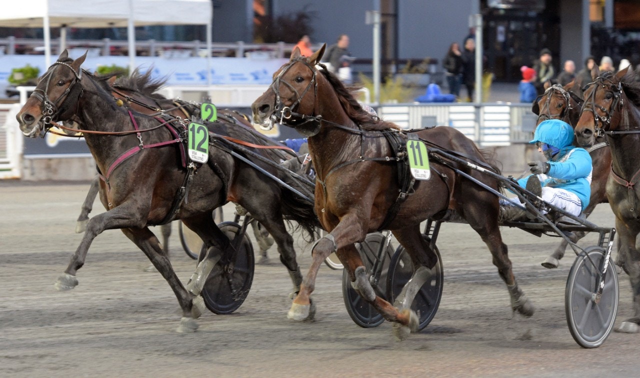 Betting Gangster för debut i Gulddivisionen. Foto: Leif Norberg, ALN