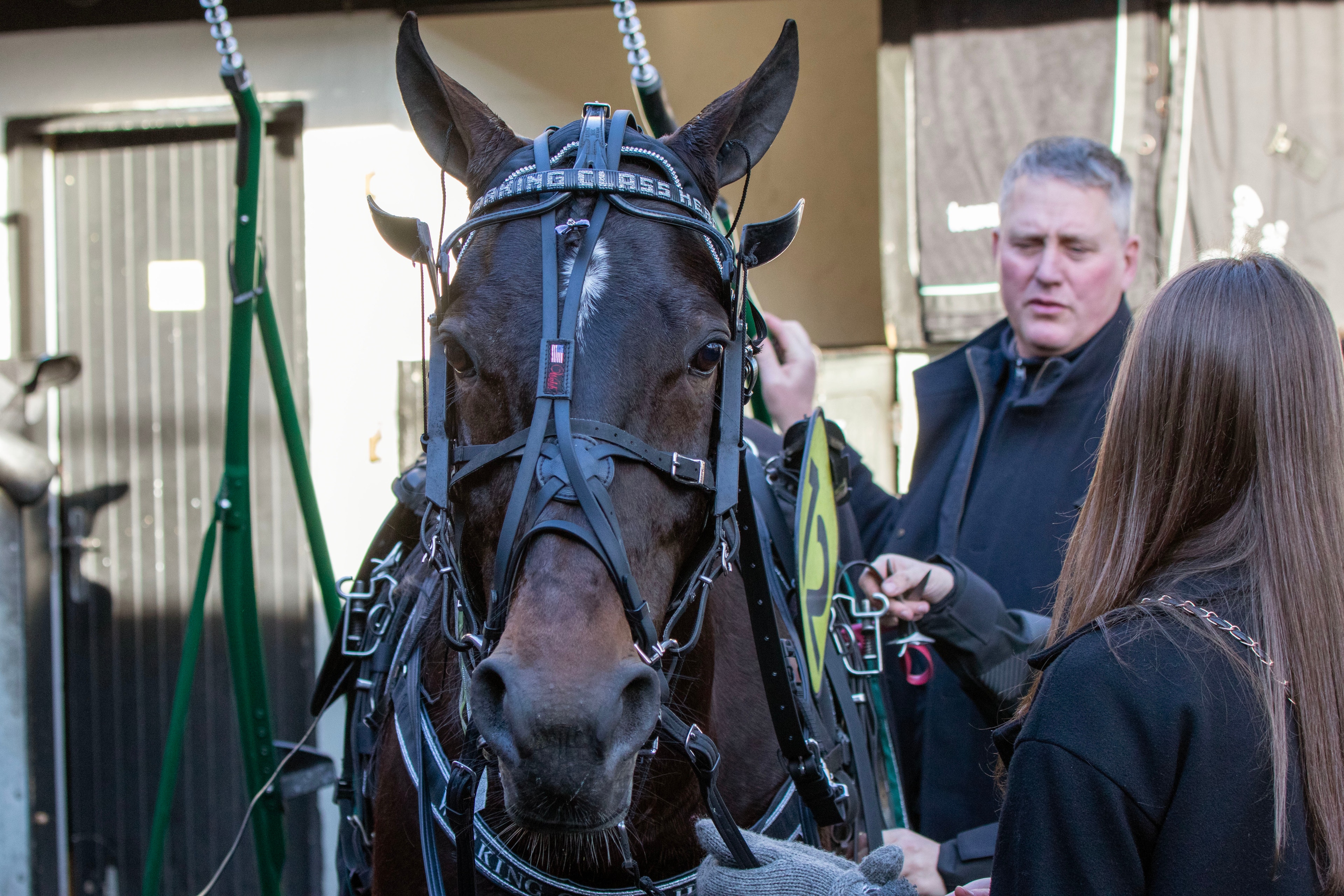 Westholms topphäst till Italien 