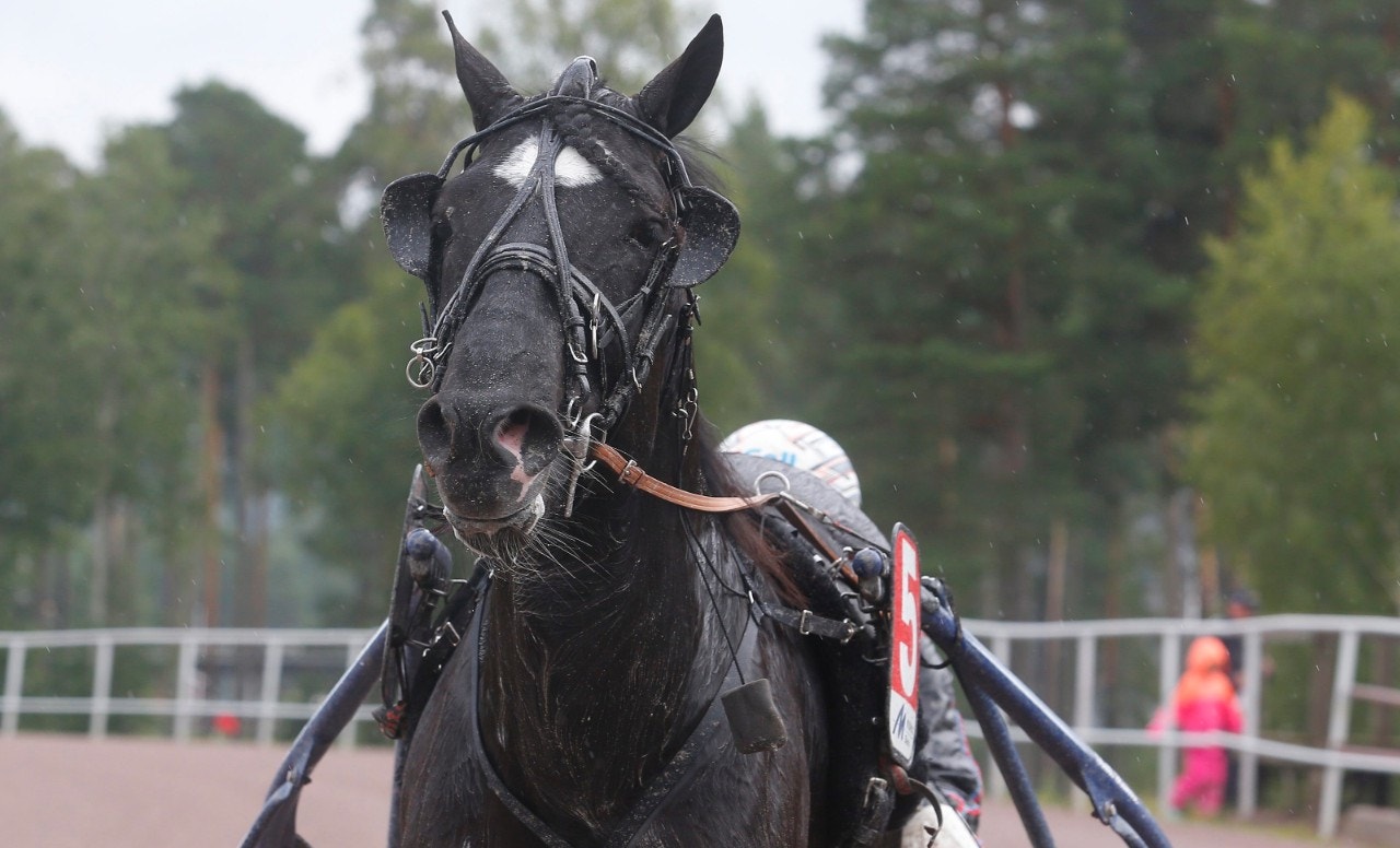 Kallblodsavel: Fler ston betäcks i Sverige