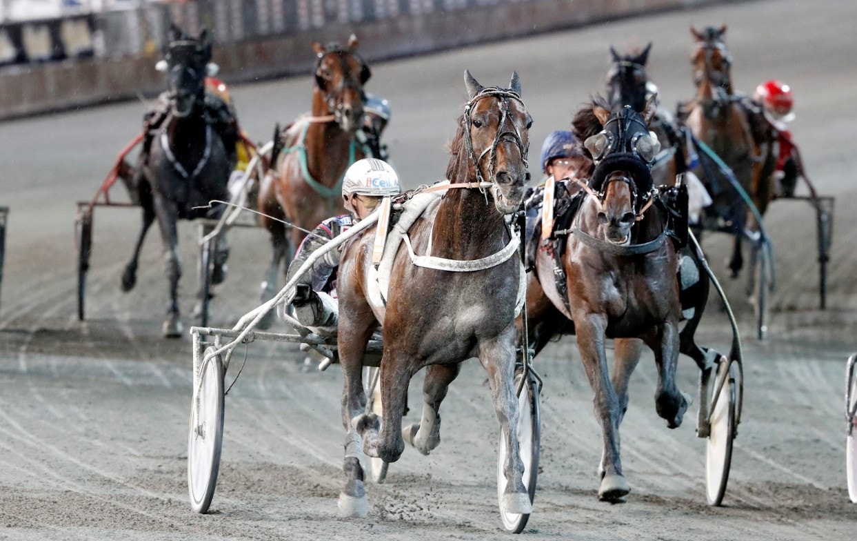 Makethemark är en av hästarna i Copenhagen Cup på söndag. Foto: Micke Gustafsson, ALN