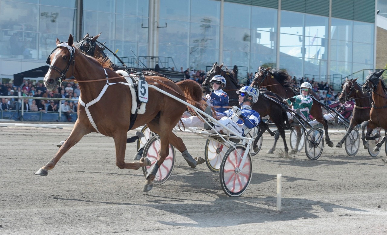 Star Advisor Joli är draget i kvällens huvudlopp. Foto: ALN