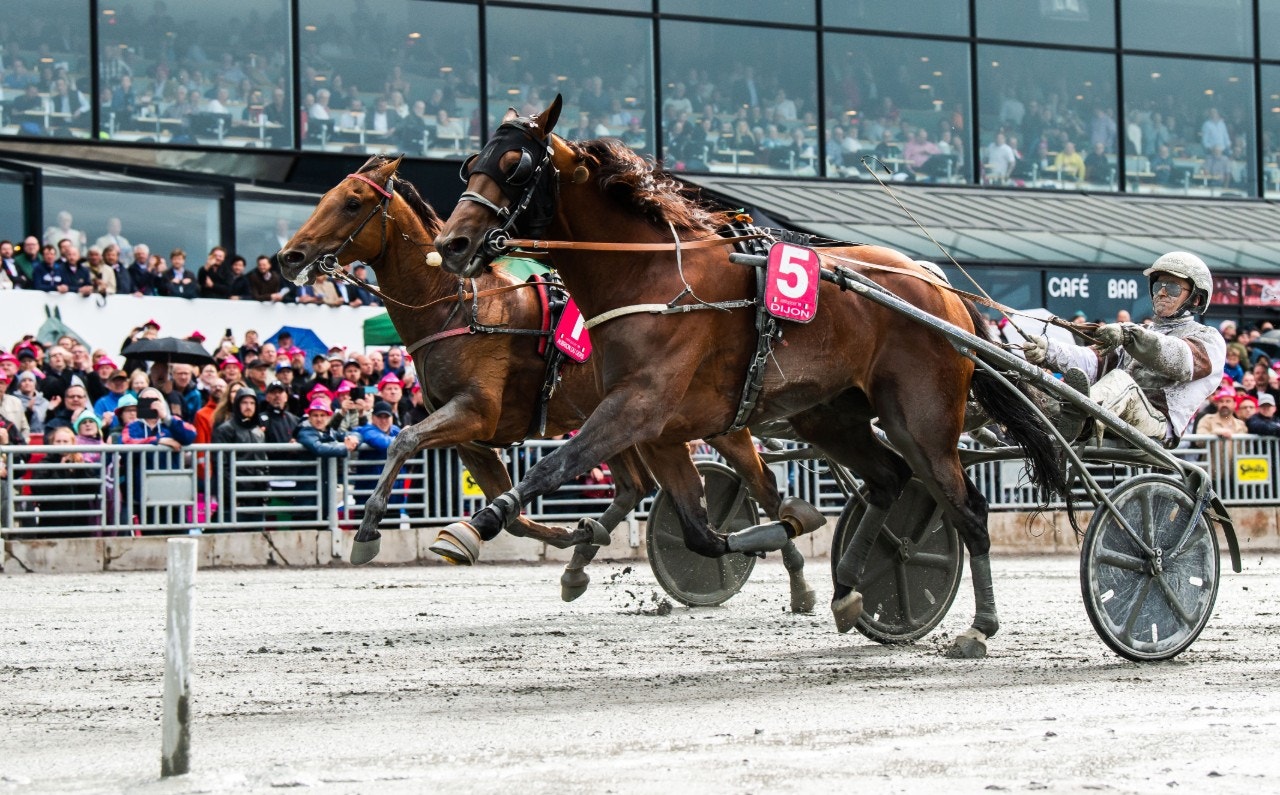 Elitlopps-vinnaren Dijon ser ut att bli en av hästarna i Grand Critérium de Vitesse. Foto: Jonathan Näckstrand, Bildbyrån
