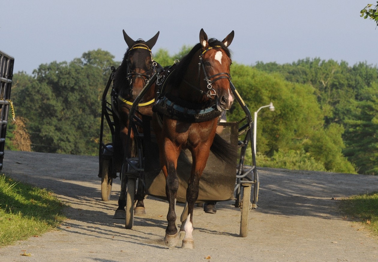 Greenshoe och Gimpanzee - de två stallkamraterna som är favorit i årets Hambletonian. Foto: Adam Ström/stalltz.se