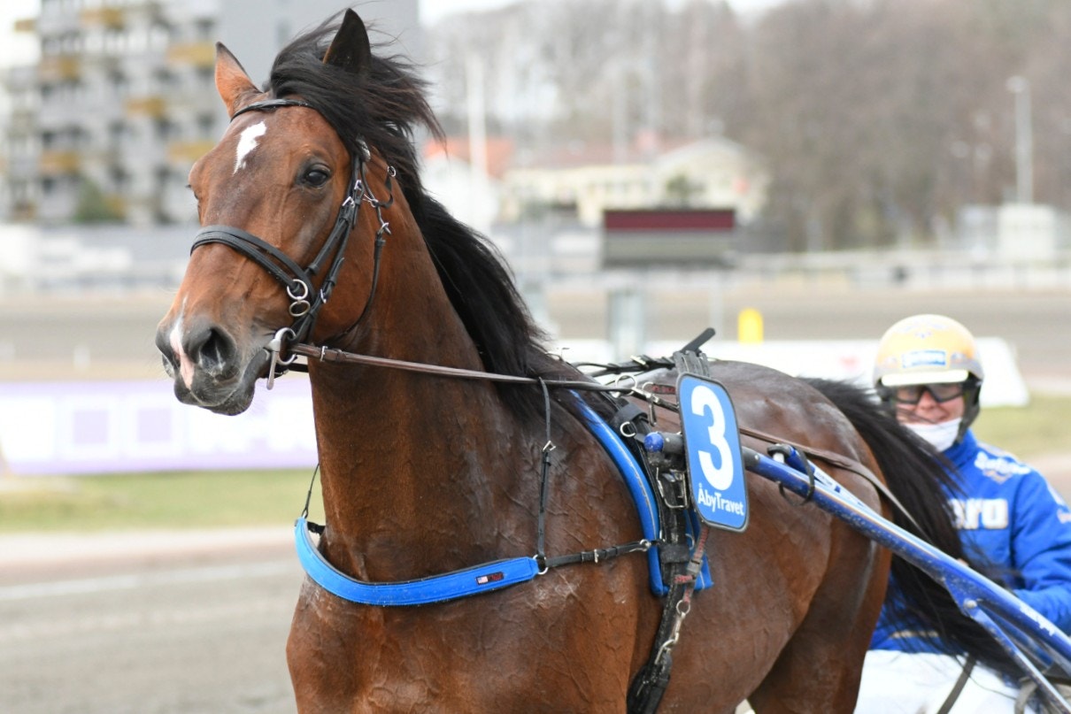 Aramis Bar vann Norrlands Grand Prix på en topptid. Foto: Göran Lindskog, ALN