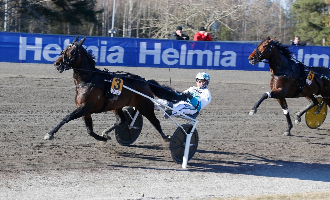 Tänkbara Elitlopps-hästen Missle Hill en av deltagarna i Rättvik. Foto: Hanold, ALN