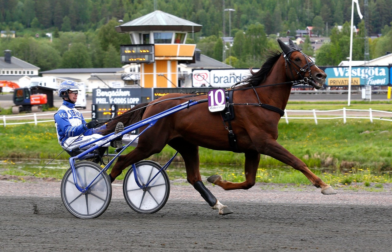 Algot Zonett kommer bli svårslagen i den avslutande stayern. foto: Hanold, ALN