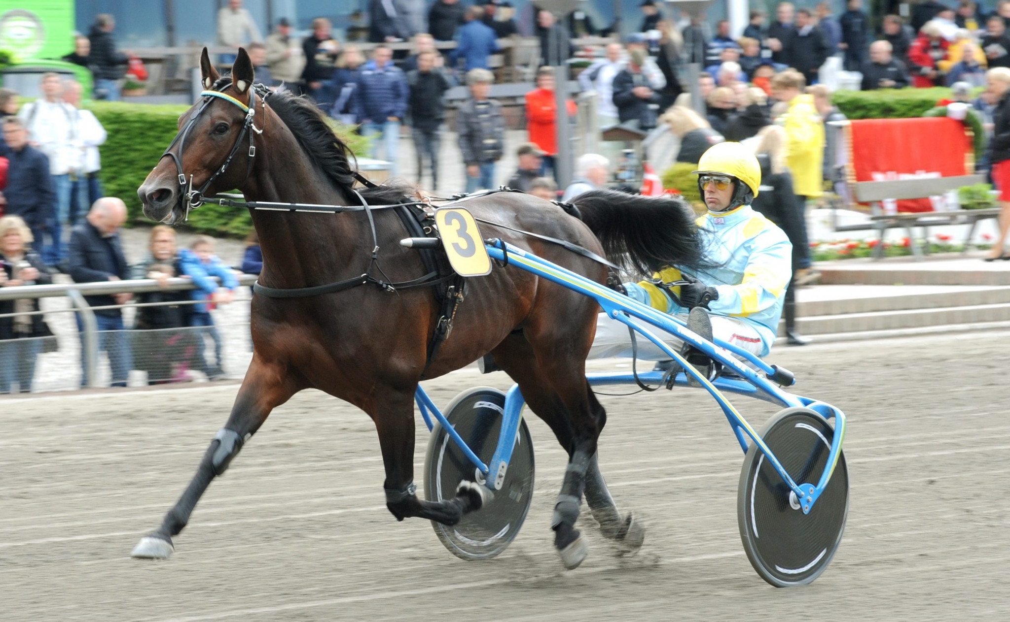 Efter Trebols senaste bedrift är det nu 51 raka segrar. Foto: ALN