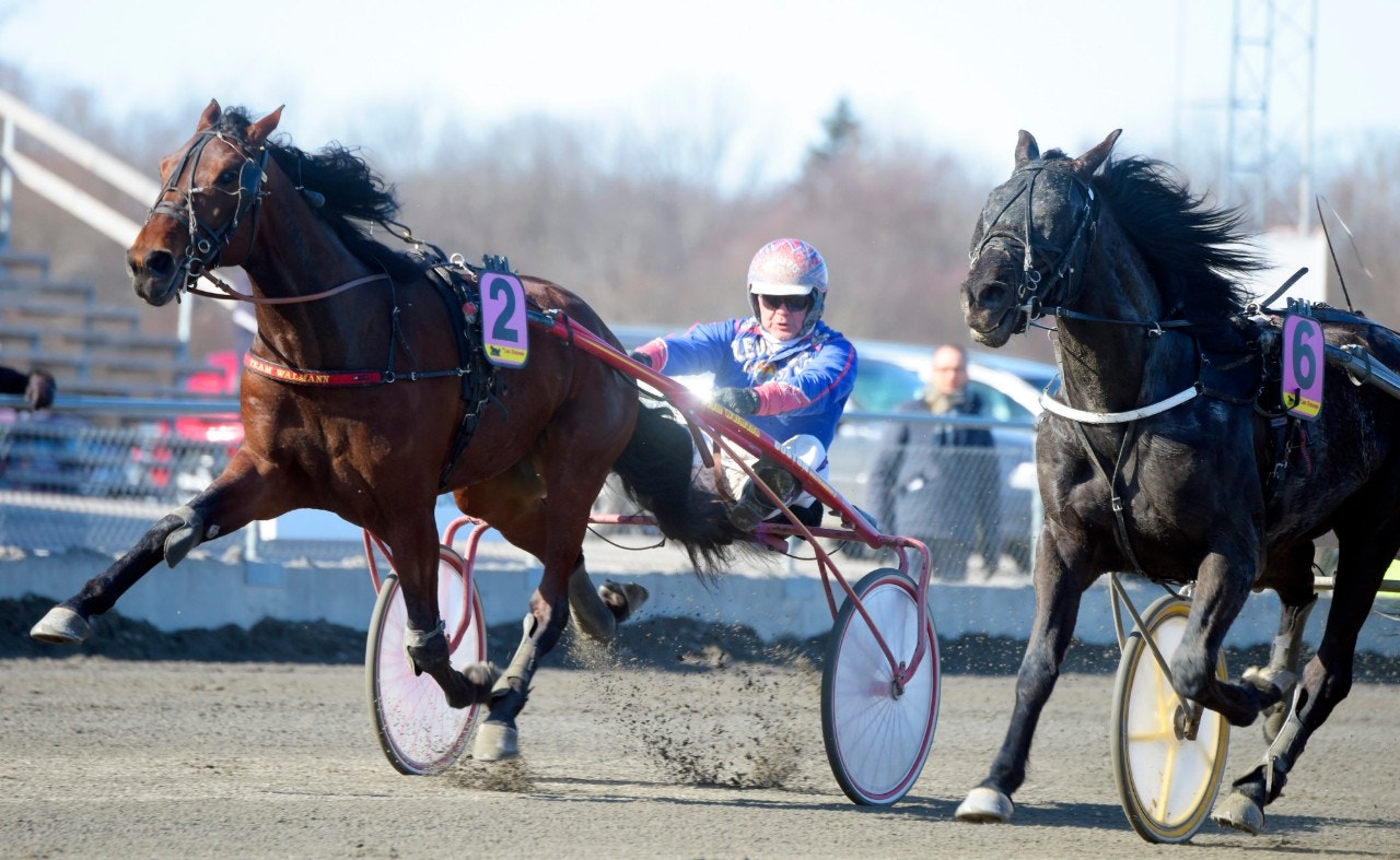 Pane Vino är vårt spel i stayerloppet. Foto: Martin Langels, ALN