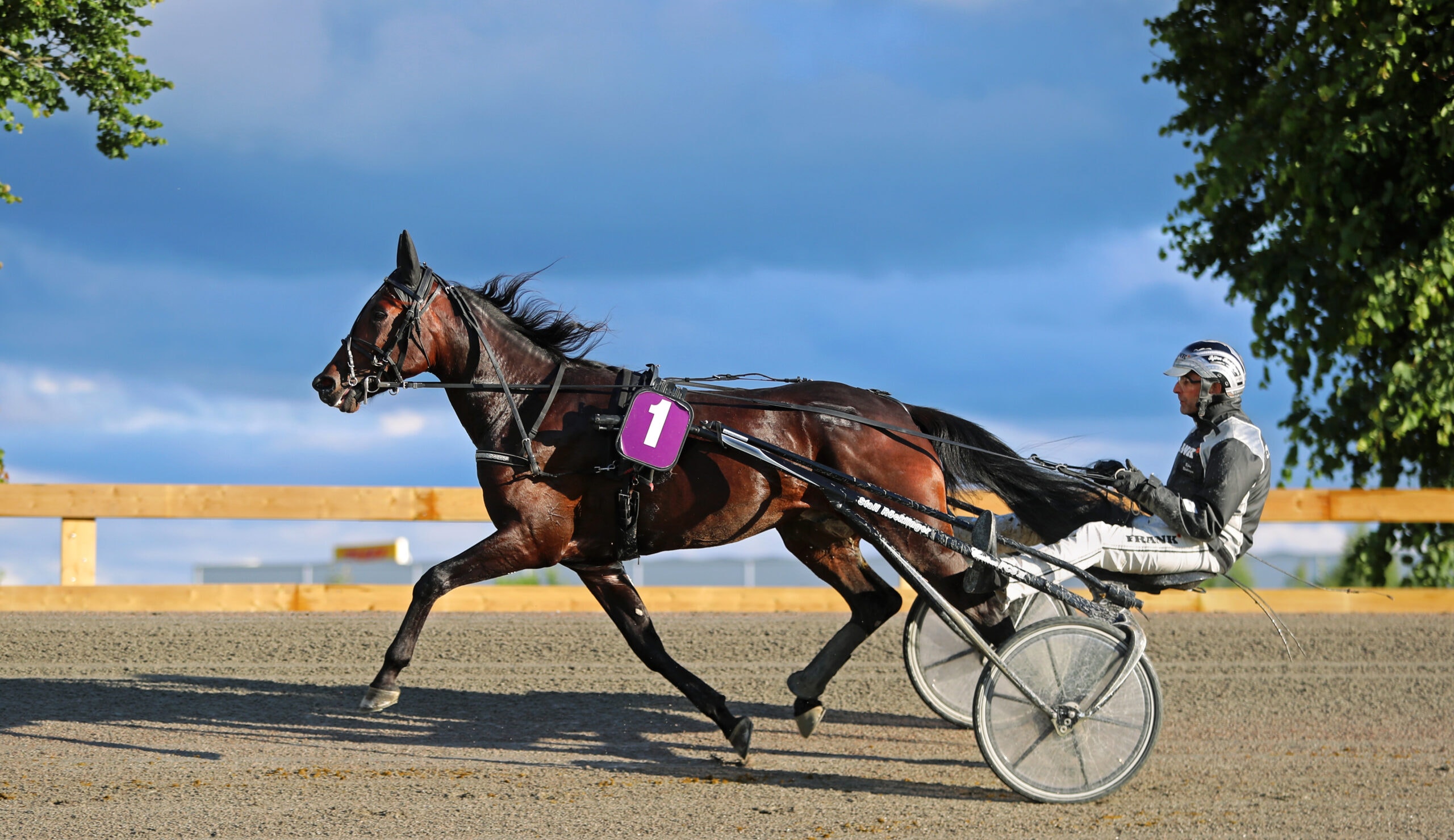 En brun häst som drar en sulky med en kusks på en travbana. Hästen är i full galopp med blå himmel och grönt löv synligt i bakgrunden.