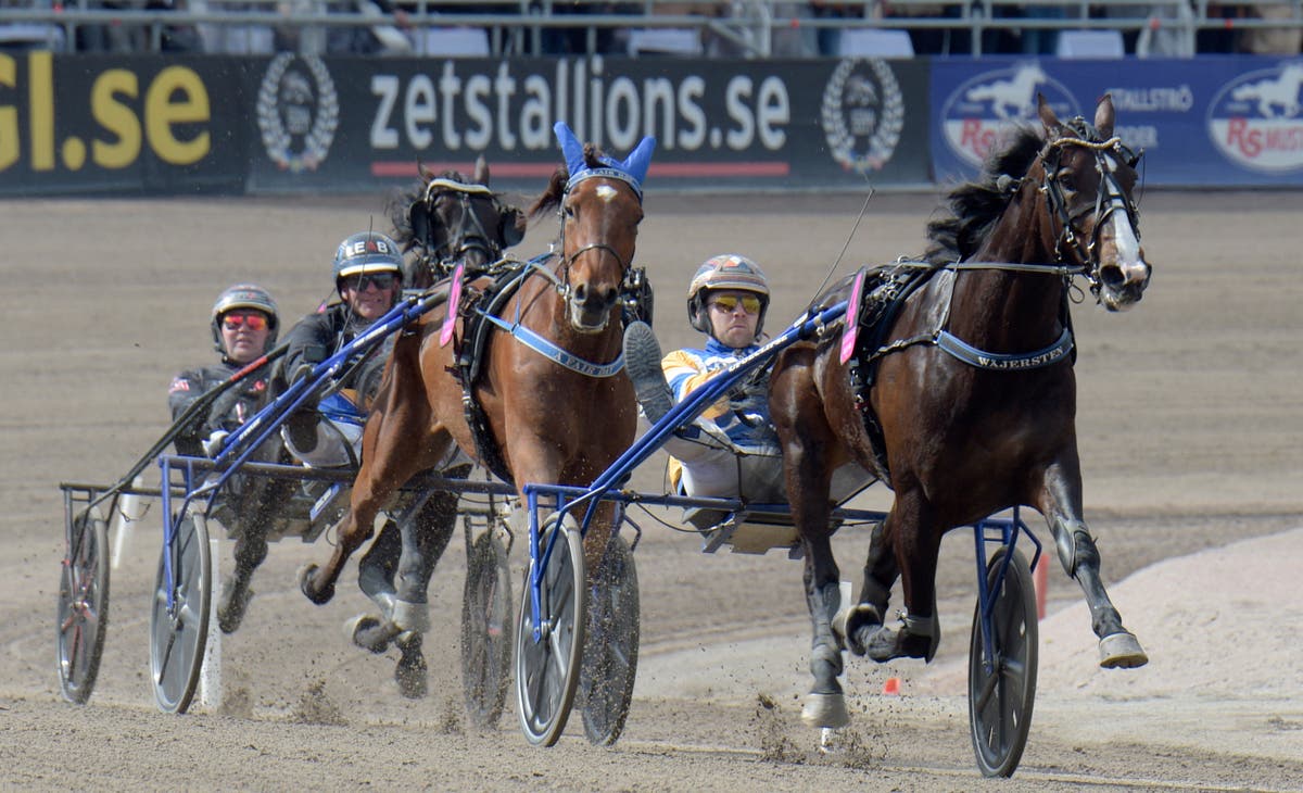Mellby Jinx i Elitloppet