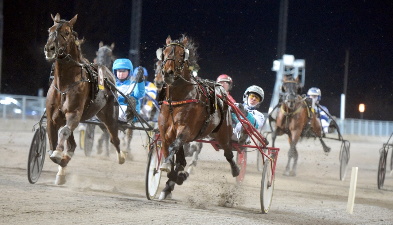 Breeders-vinnaren Forfantone Am är bara en av många hästar i Färjestads stjärnparad. Foto: Martin Langels, ALN