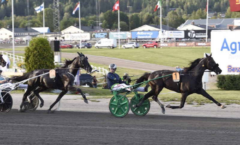 Ringostarr Treb hela vägen i Sundsvall Open Trot. Foto: Christer Norin, ALN