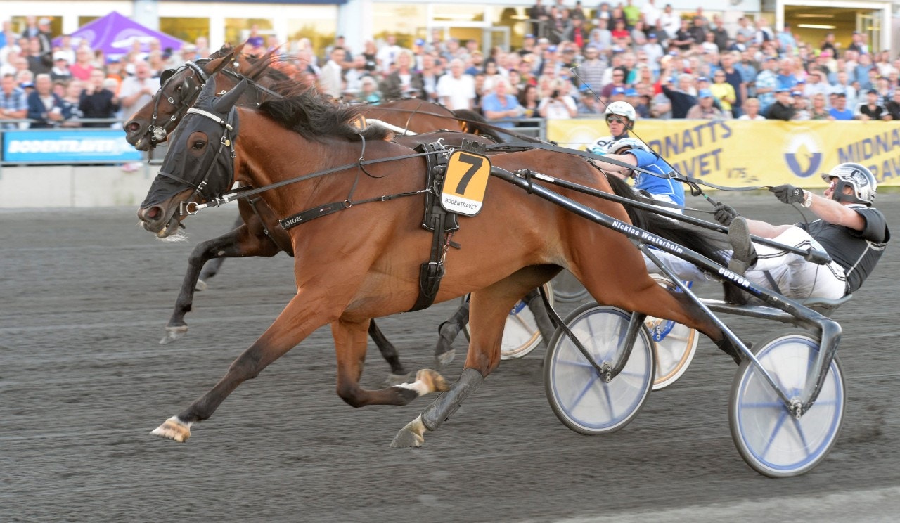 Solvalla 12 november: Nobel Amok har bra chans i spets