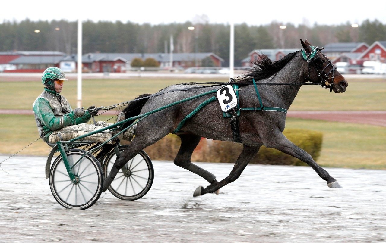 Hagmyren 29 maj: Han kan nog vara Stein-klar