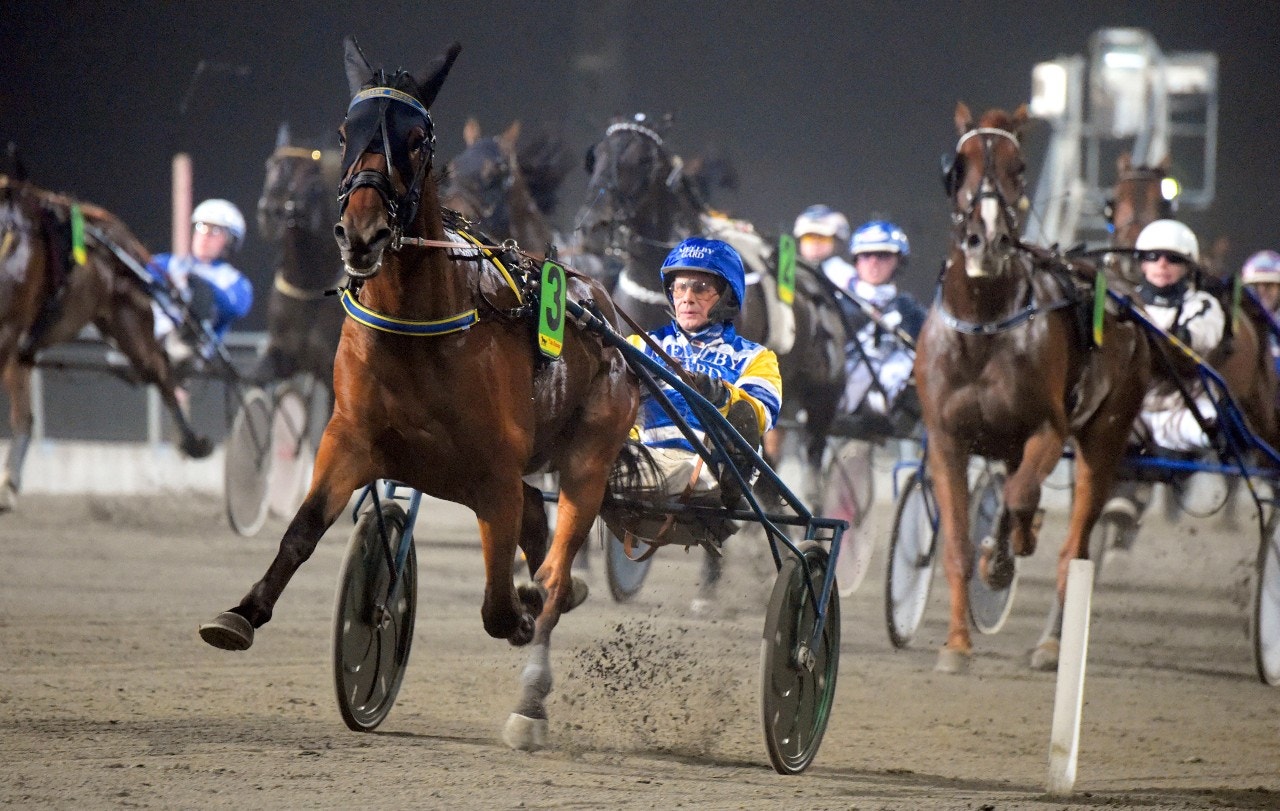 Mellby Hoffa är en av hästarna som ska säljas. Foto: Martin Langels, ALN