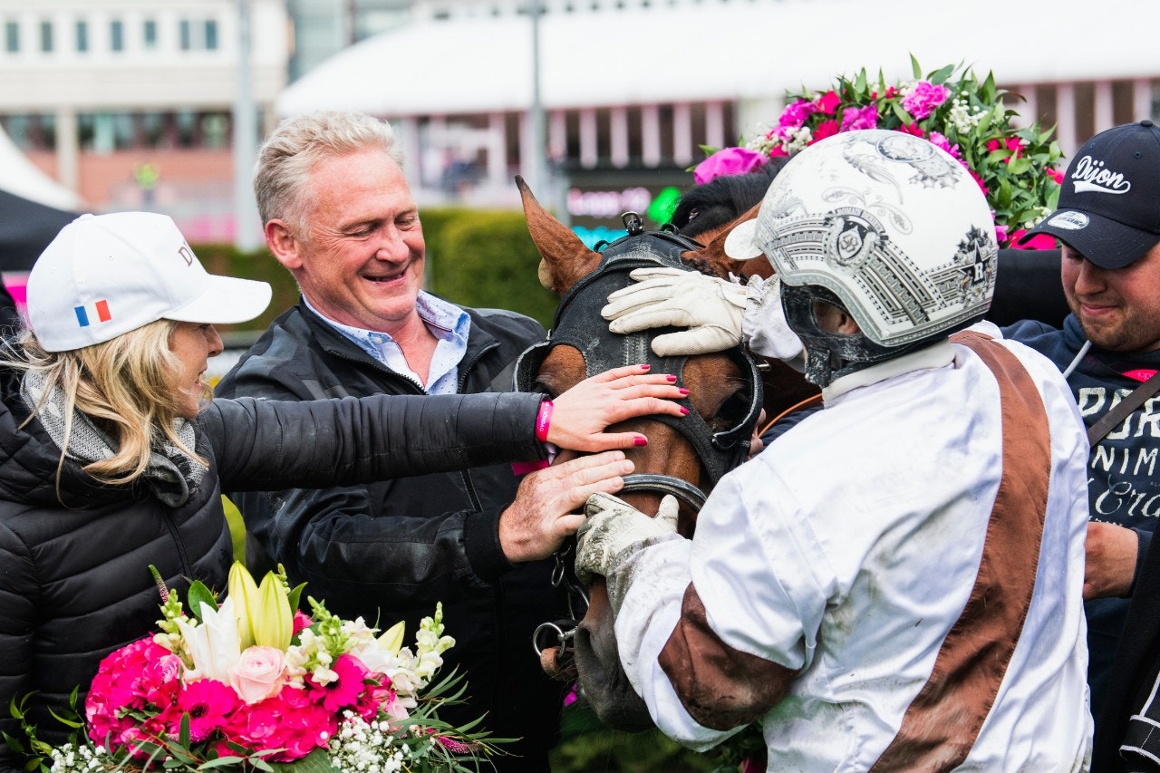 Elitlopps-vinnaren Dijon är en av hästarna i Grand Critérium de Vitesse. Foto: Jonathan Näckstrand, Bildbyrån