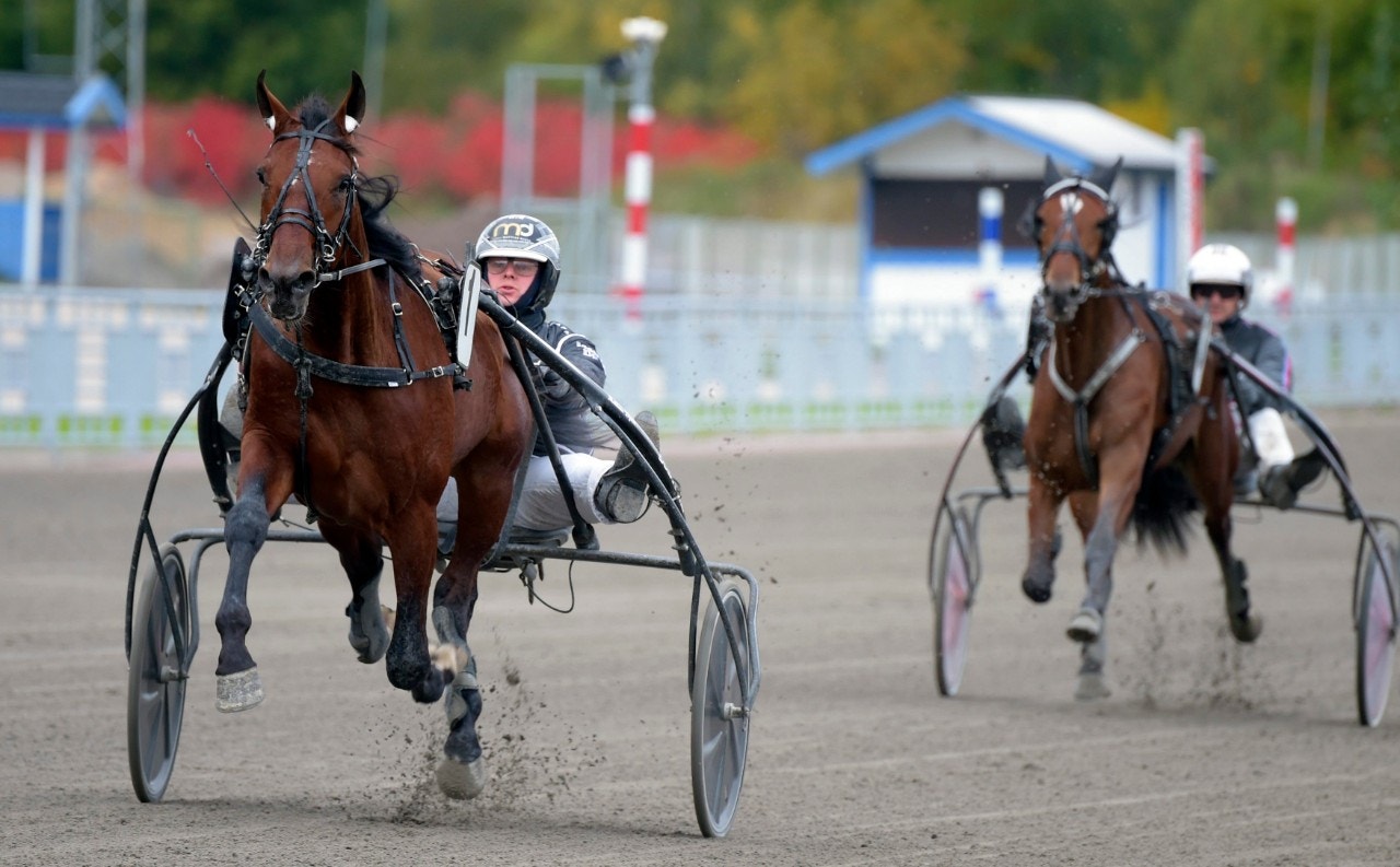 Born Winner är den andra hästen att strykas ur Uppfödningslöpning. Foto: Martin Langels, ALN