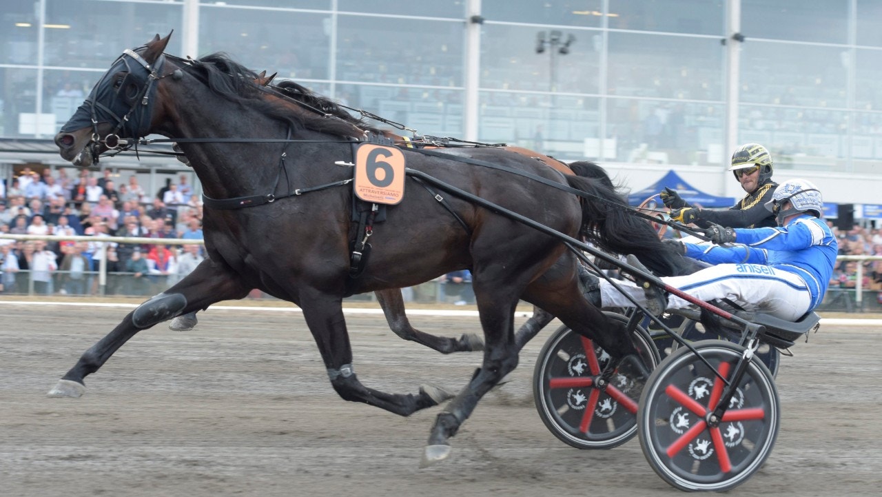 15 hingstar till avelsvärdering