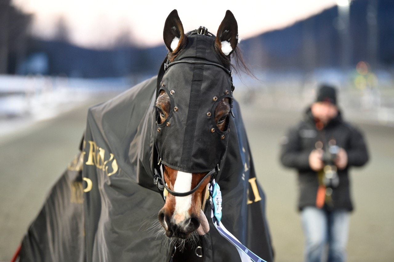 Disco Volante går till Paralympiatravet med fyra raka segrar i raden. Foto: Christer Norin, ALN