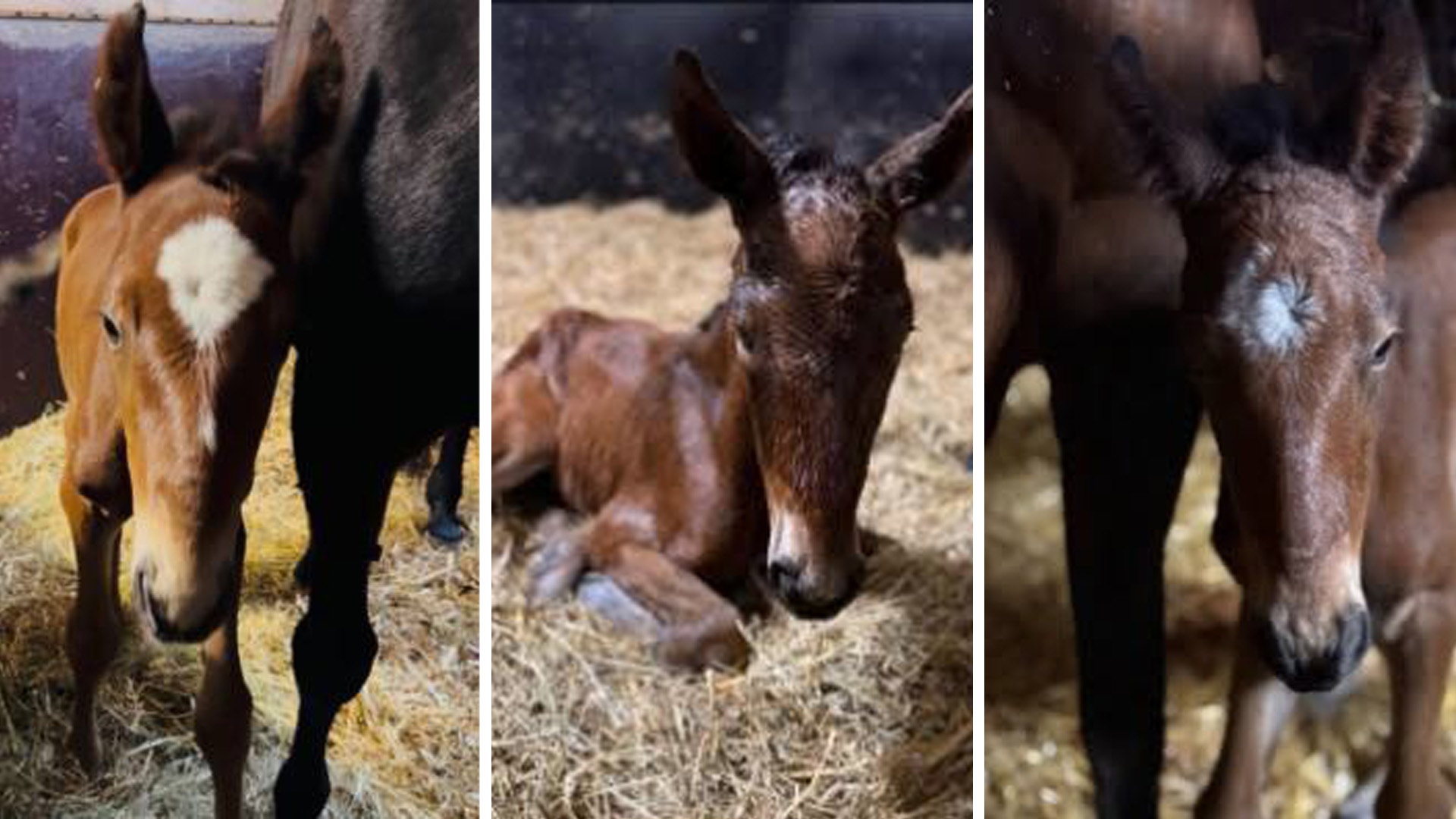 Mystiken på Mellby Gård: 13 ston på raken
