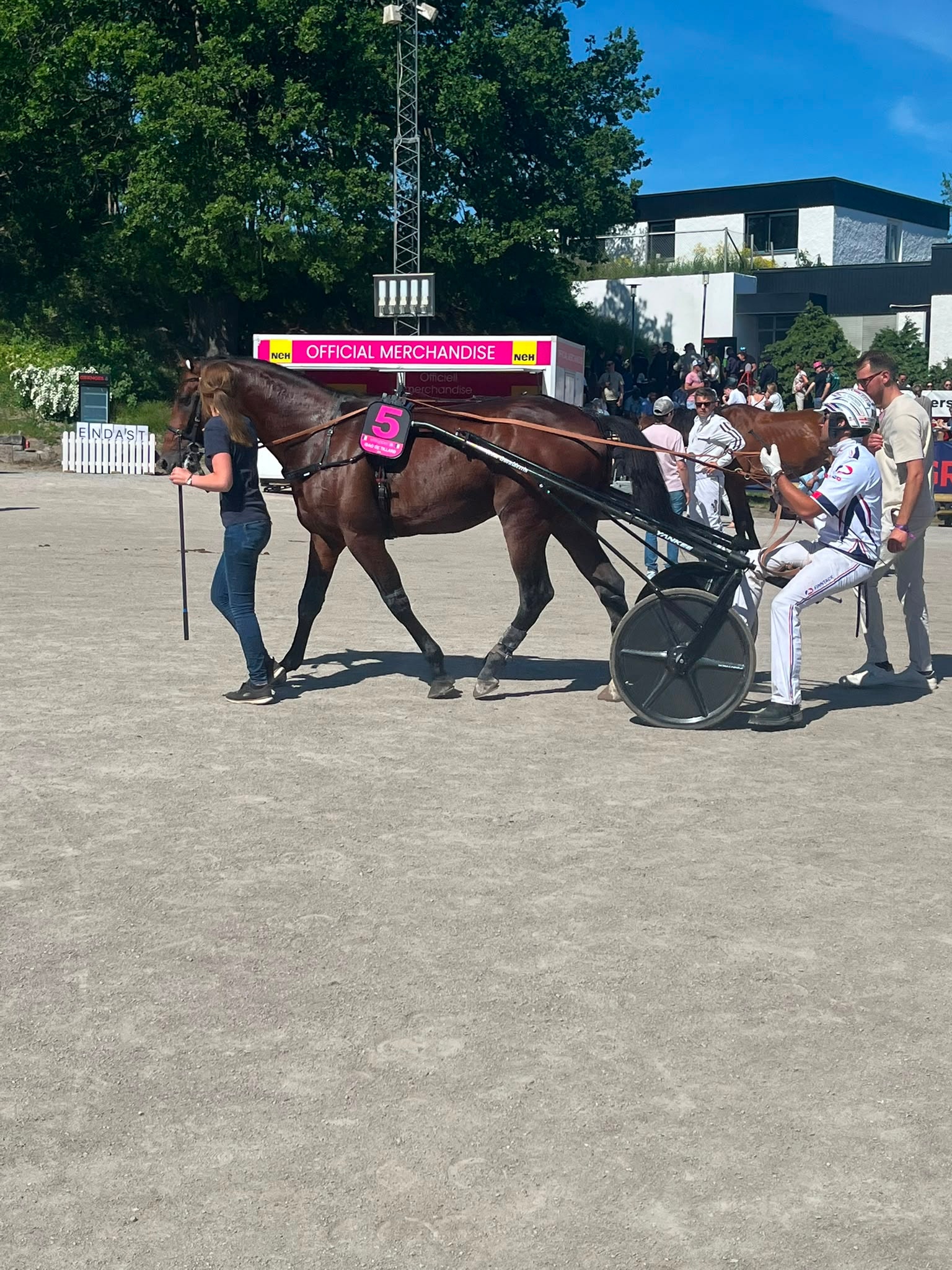 En brun häst med rosa sadel och tävlingsnummer på ett travlopp. Kusken sitter i en svart sulky bakom hästen. En skötare leder hästen på en sandad travbana med publik och byggnader i bakgrunden under en solig dag.