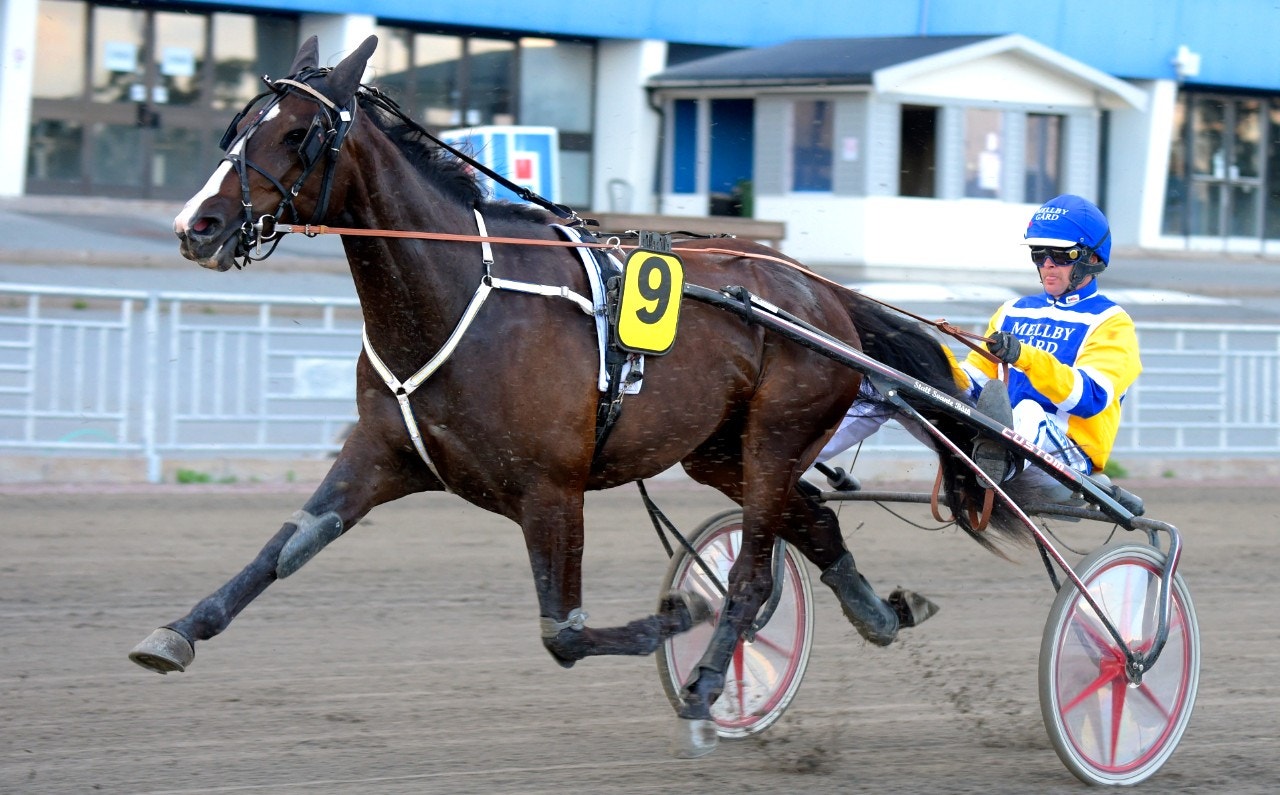 Svante Båth har ett ämne i tvååriga Mellby Jinx. Foto: Martin Langels, ALN
