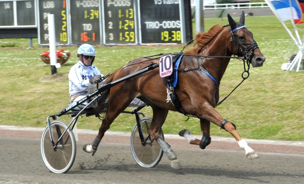 Västerbo Prestige framför sulkyn med Flemming Jensen. Foto: Jörgen Tufvesson, ALN