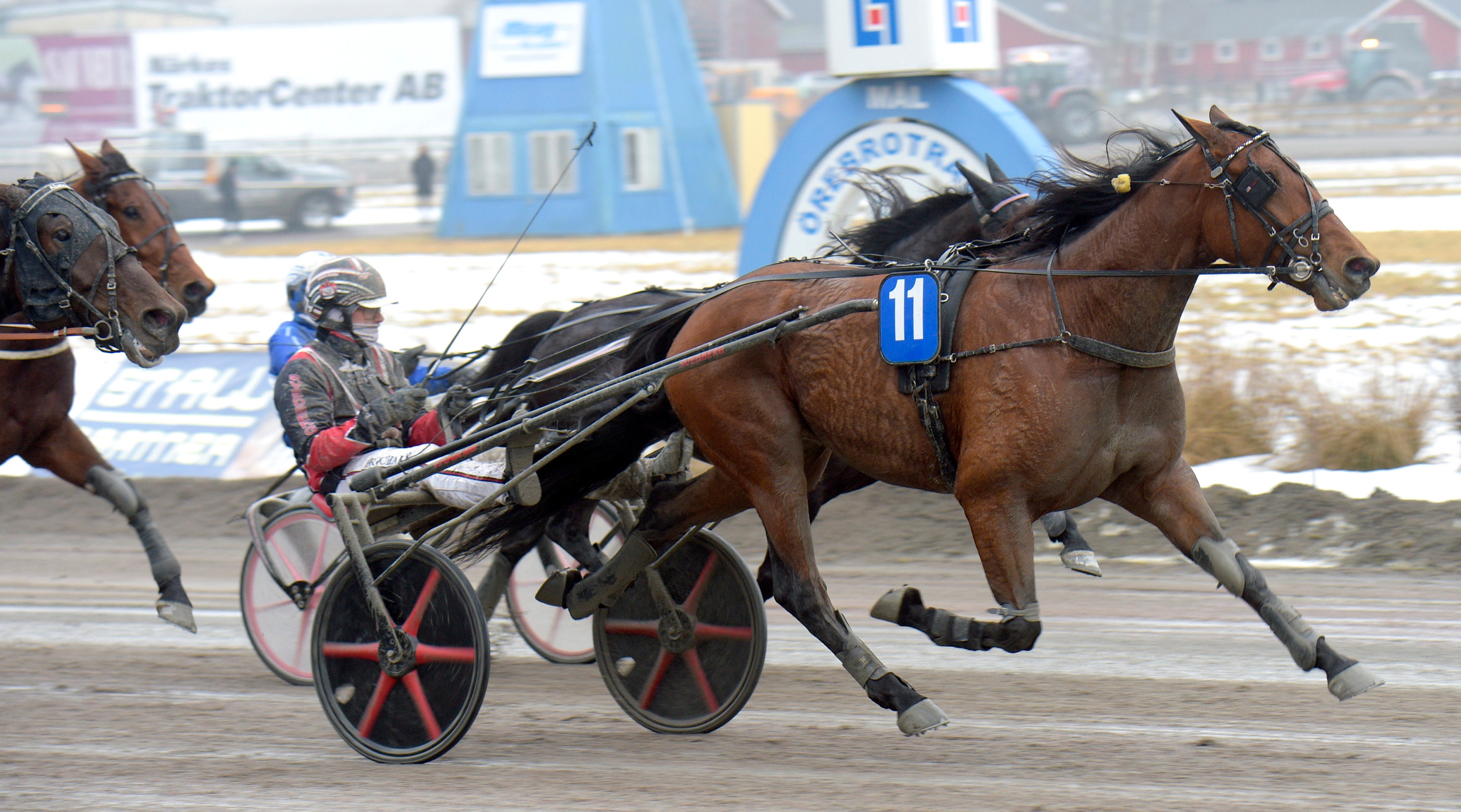 En brun häst med nummer 11 springer framåt och drar en röd och svart vagn med en kuskar under tävling. I bakgrunden syns en blå tribunbyggnad och andra hästar.