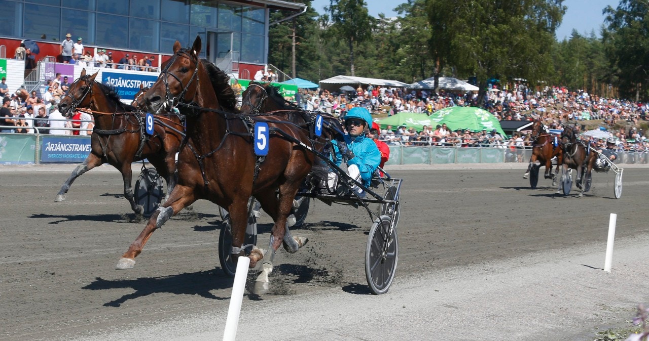 Kulltoppen Betting Gangster åker till USA - och ska tränas av Åke Svanstedt. Foto: Hanold, ALN
