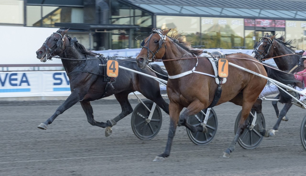 Missle Hill fångar in sin stallkompis Double Exposure i STL Open-finalen. Foto: Tommy Andersson, ALN