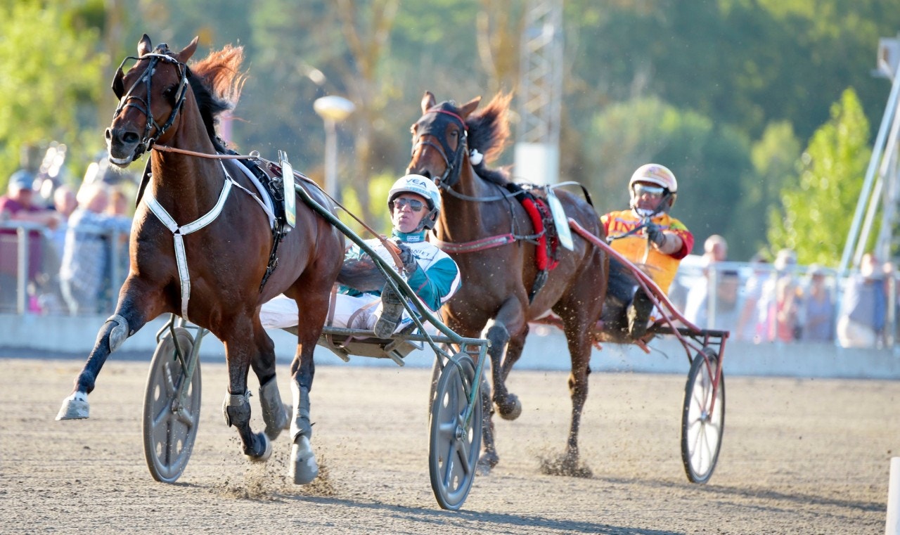 Who's Who är en av hästarna i stjärnparaden som utgör Jubileumspokalen på Solvalla. Foto: Martin Langels, ALN