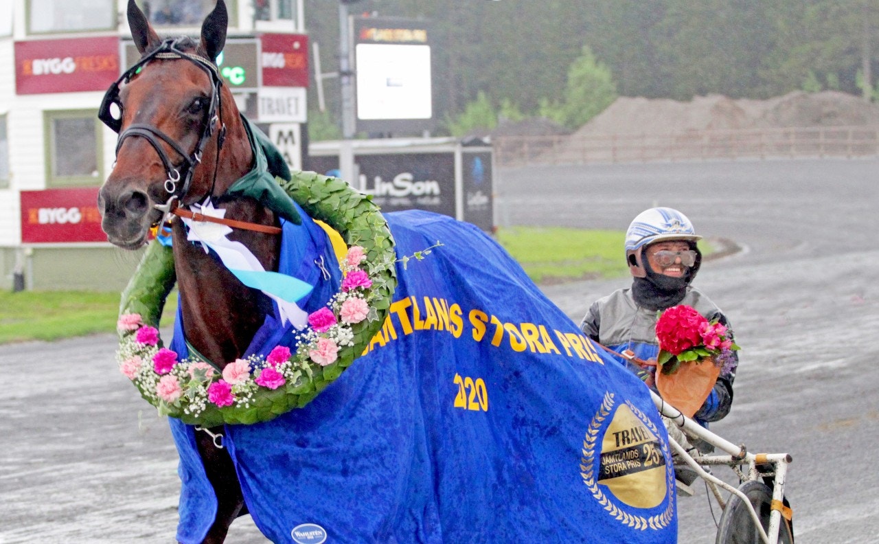 Handsome Brad är en av hästarna i "Cetes" på Solvalla. Foto: Tom Jönehag, ALN