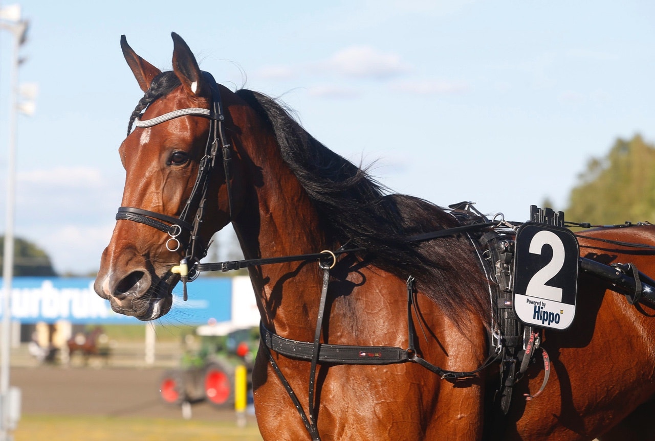 Darling Mearas vann ett Breeders Crown-försök på Mohawk Raceway - Foto: ALN
